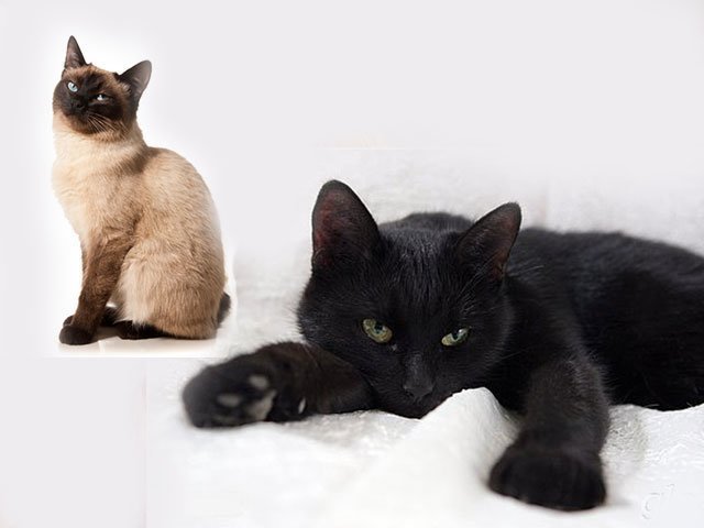 К чему снятся котята женщине сонник ванги