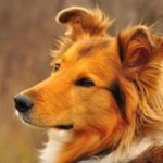 Что означает рыжая собака по соннику