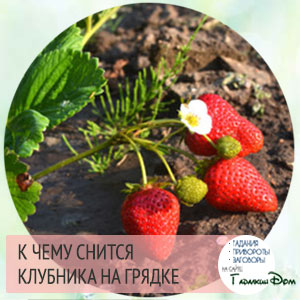 к чему снится клубника на грядке