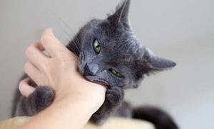 Кошка кусает