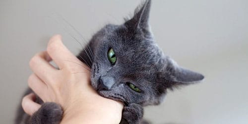 кошка укусила во сне